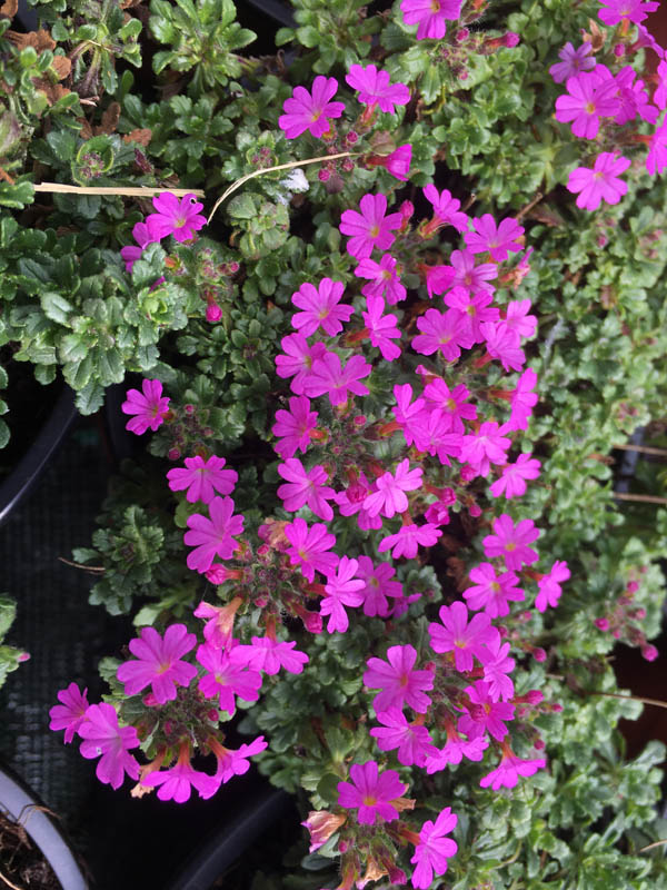 Erinus alpinus 'Dr Hähnle'